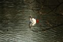 Swan, Cologne, Germany